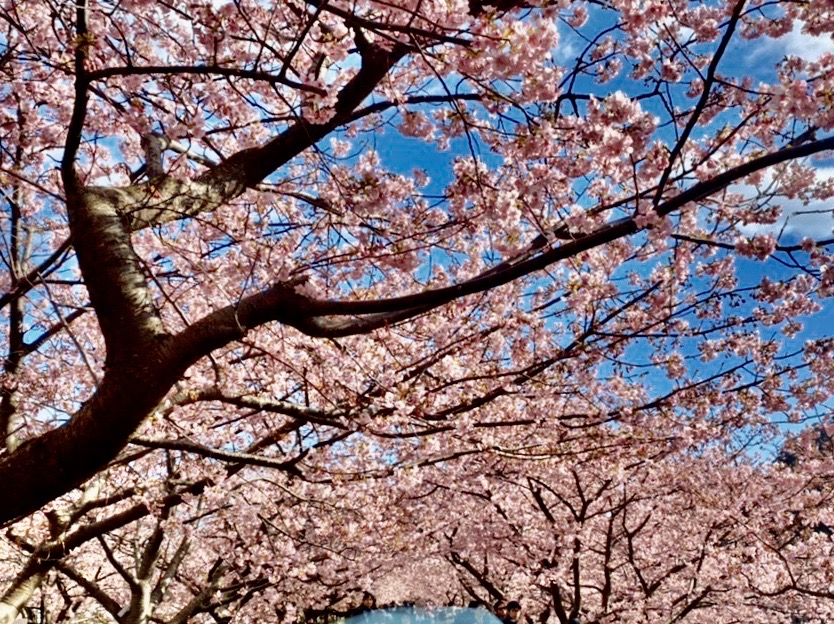 声に出したい日本語。「花筏」「花霞」「桜紅葉」…桜に関する美しい言葉を集めました