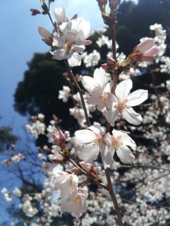 桜は「散る」、椿は「落ちる」、朝顔は「しぼむ」。日本語の奥深さと美しさをあらためて感じます